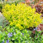 Berberys Thunberga Aurea
