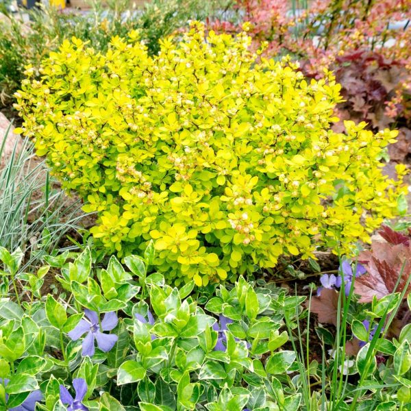 Berberys Thunberga Aurea