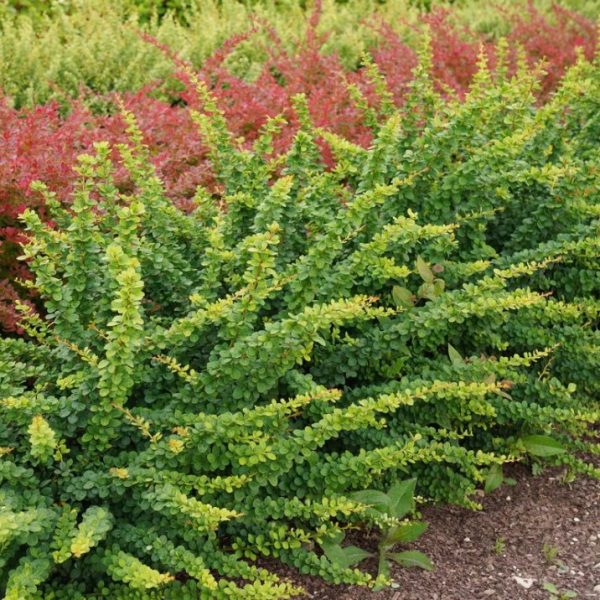 Berberys Thunberga Green Ornamen