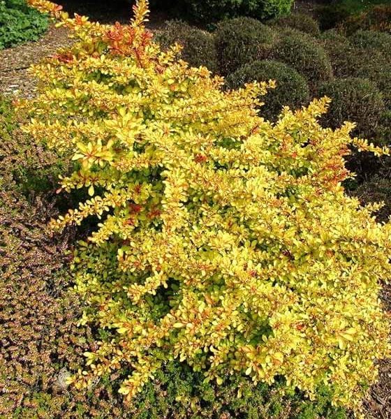 Berberys Thunberga Diabolicum