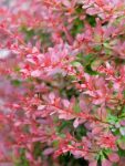 Berberys Thunberga Red Carpet