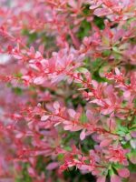 Berberys Thunberga Red Carpet