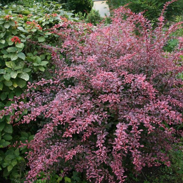 Berberys Thunberga Rose Glow