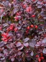 Berberys Thunberga Dart’s Red Lady