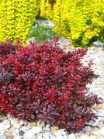 Berberys Thunberga Dart’s Red Lady