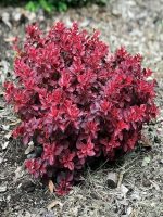 Berberys Thunberga Dart’s Red Lady