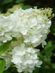 Hortensja bukietowa Grandiflora