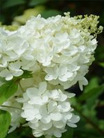 Hortensja bukietowa Grandiflora