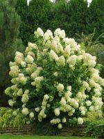 Hortensja bukietowa Grandiflora
