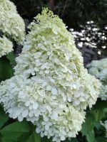 Hortensja bukietowa Phantom