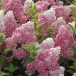 Hortensja bukietowa Pink Diamond