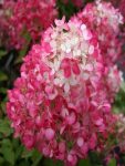 Hortensja bukietowa Pink Diamond