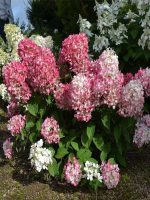Hortensja bukietowa Pink Diamond
