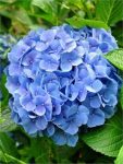Hortensja ogrodowa Nikko Blue