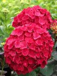 Hortensja ogrodowa Red Baron