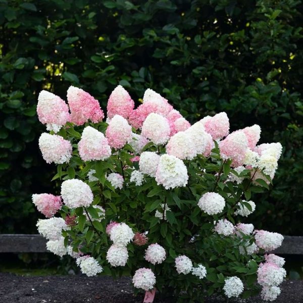 Hortensja bukietowa Pink Lady