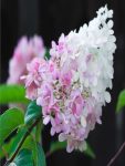 Hortensja bukietowa Pink Lady
