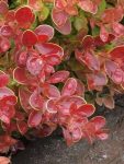 Berberys Thunberga Coronita