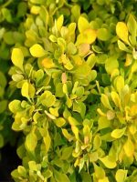 Berberys Thunberga Aurea