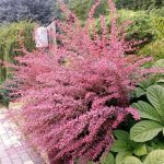 Berberys Thunberga Pink Queen