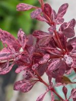 Berberys Thunberga Pink Queen