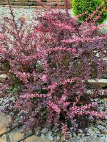 Berberys Thunberga Pink Queen
