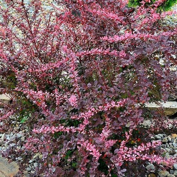 Berberys Thunberga Pink Queen