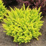 Berberys Thunberga Aurea