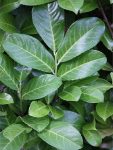 Laurowiśnia wschodnia Rotundifolia