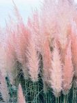 Trawa pampasowa Rosea