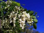 Robinia akacjowa w doniczce - obrazek 3