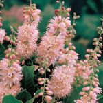 Orszelina olcholistna Pink Spire kwiaty
