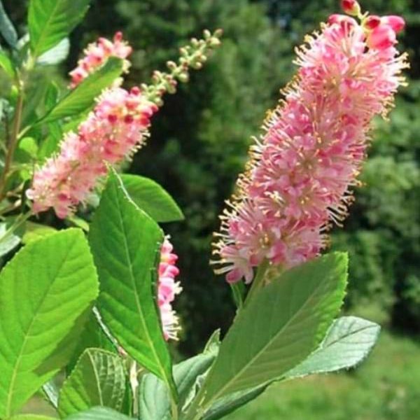 Orszelina olcholistna Pink Spire kwiat