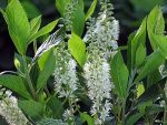 Orszelina olcholistna Hummingbird kwiaty
