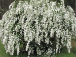 Tawuła van Houtte'a