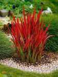 Imperata cylindryczna Red Baron