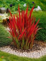 Imperata cylindryczna Red Baron