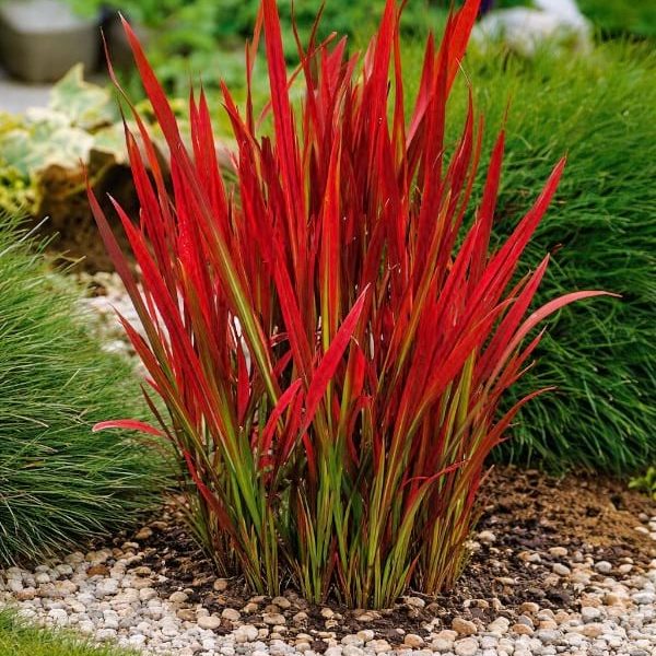 Imperata cylindryczna Red Baron