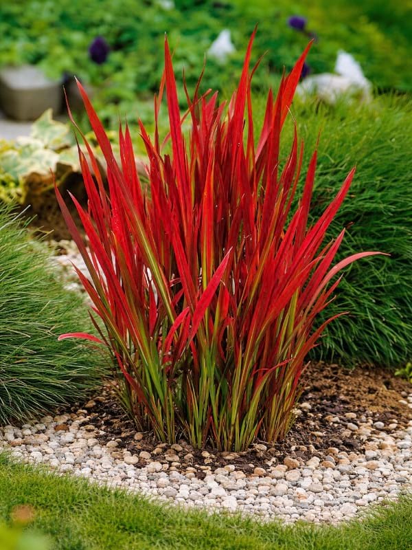 Imperata cylindryczna Red Baron Imperata cylindryczna Red Baron