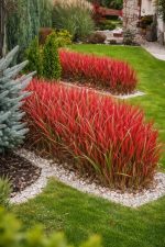 Imperata cylindryczna Red Baron