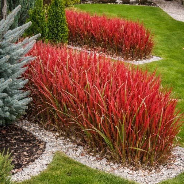 Imperata cylindryczna Red Baron