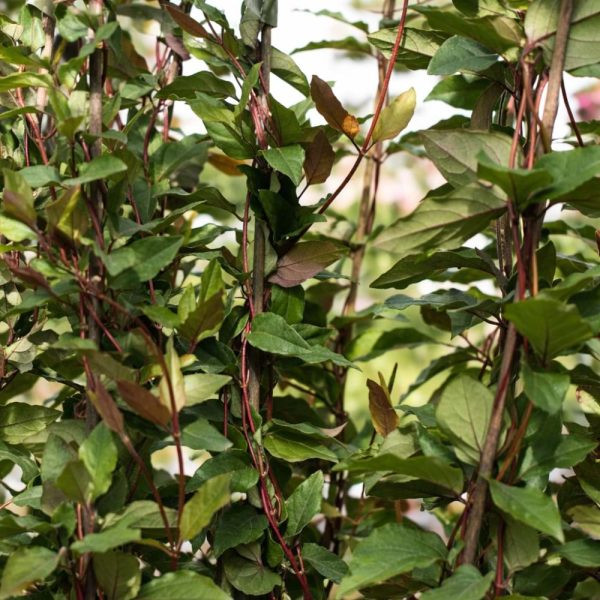 Wiciokrzew japoński Purpurea