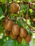 Aktinidia smakowita mini Kiwi Jenny (obupłciowa)