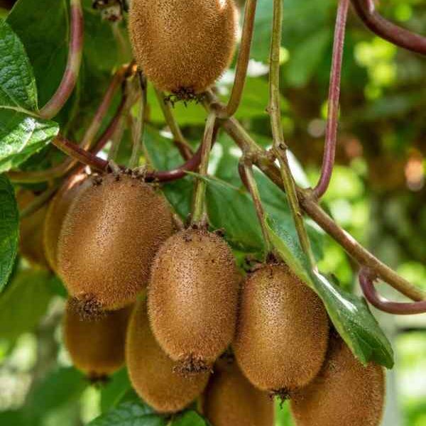 Aktinidia smakowita mini Kiwi Jenny (obupłciowa)