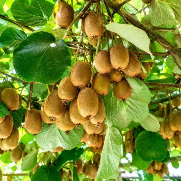 Aktinidia smakowita mini Kiwi Jenny (obupłciowa)