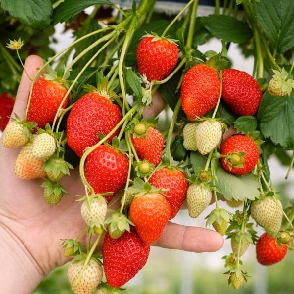 Truskawka powtarzająca, wisząca Ostara