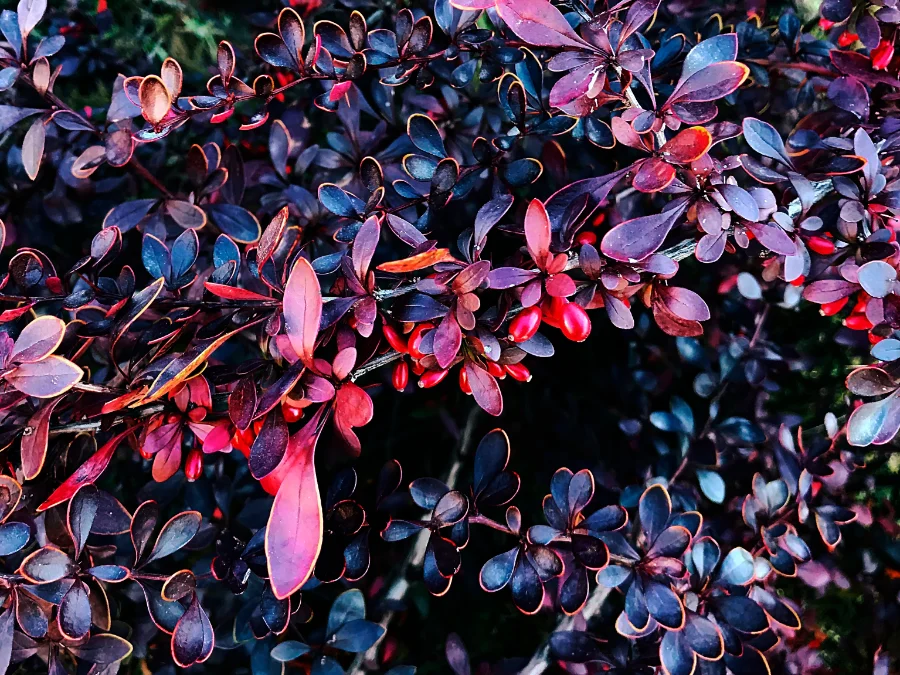 berberys