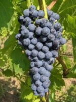 Winorośl ciemna Cabernet Cortis