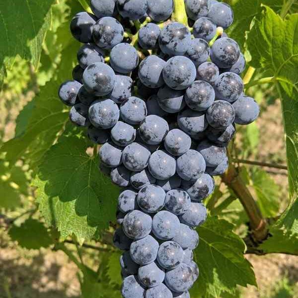 Winorośl ciemna Cabernet Cortis