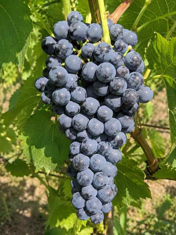 Winorośl ciemna Cabernet Cortis Winorośl ciemna Cabernet Cortis